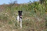 FOX TERRIER POIL LISSE 051